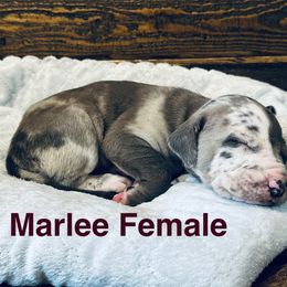 Marlee - Brindle female Catahoula Leopard Dog puppy in Slaton, Texas from M5 Catahoulas