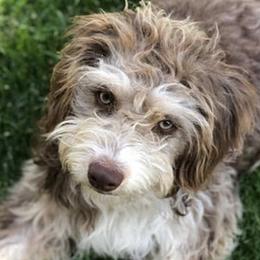 Betty - Aussiedoodle