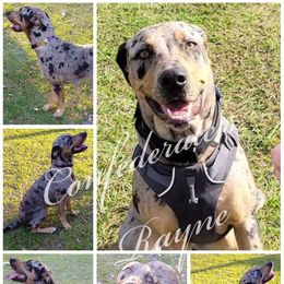 Rayne - Catahoula Leopard Dog