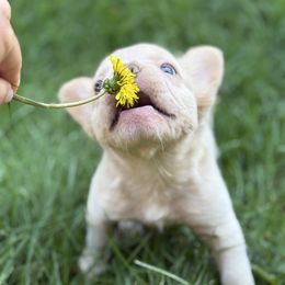 Cream fluffy girl - Cream female French Bulldog puppy in Centuria, Wisconsin from Rott'N'Frenchies