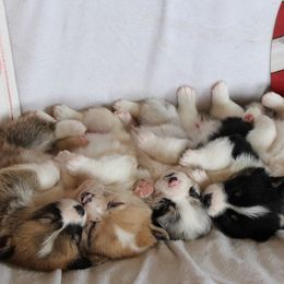 American Corgi and Pembroke Welsh Corgi Puppies from Abundant Joy Corgis