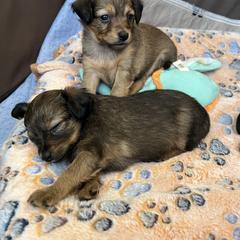 Prague Ratter Puppies from North Star Gem’s Prague Ratters