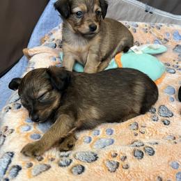 Prague Ratter Puppies from North Star Gem’s Prague Ratters