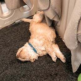 Goldendoodle Puppies from The Dood Effect