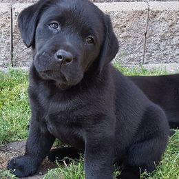 Labrador Retrievers from Gabilan Hills