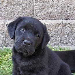 Labrador Retrievers from Gabilan Hills