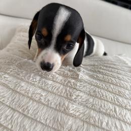 Girl 2 - Piebald female Dachshund puppy in Spokane, Washington from Dearhaven Doxie
