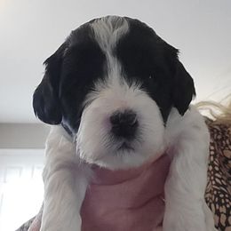 Betty - Black and white female Cavapoo puppy in Bourbonnais, Illinois from Maggie's Cavapoo Puppies