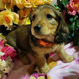 Dachshund Puppies from CLARK'S BREEDING PROGRAM
