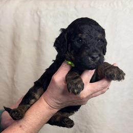 Encore - Phantom male Goldendoodle puppy in Sanderson, Florida from Serenity Goldendoodles