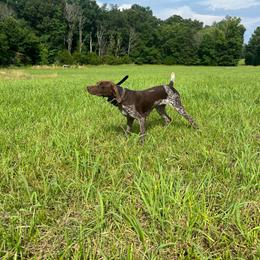 Holiday - German Shorthaired Pointer
