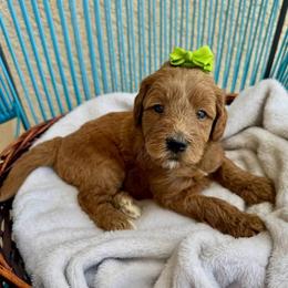 Green Collar - Red female Assorted Doodle Crosses puppy in Marysville, California from Dailey Doodles and Dachshunds