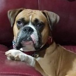 Boxers from Walnut Grove Boxers