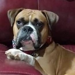 Boxers from Walnut Grove Boxers