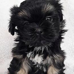 ZURI - Black and tan female Shih Tzu puppy in Las Vegas, Nevada from Beirin Breige Shih Tzus