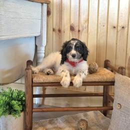 F1B Meet Nash :) - Black and white male Cavapoo puppy in Centerville, Iowa from Barnyard Dachshunds, Dals & Doodles