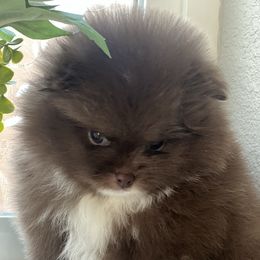Coco - Chocolate female Pomeranian puppy in Brentwood, California from Royalpawpoms