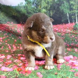 Alaskan Malamute Puppies from New River Valley Malamutes
