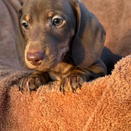 Male 3 - Chocolate and tan male Dachshund puppy in El Campo, Texas from Creamer Creek Kennel