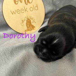 Dorthy - Black female Shih Tzu puppy in Vernon, New Jersey from Calta’s Cute Shih Tzu