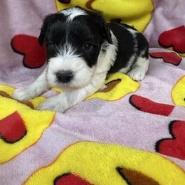Niko (Blue) - Black and silver male Miniature Schnauzer puppy in Pearland, Texas from K & S Schnauzers