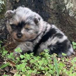 Boy 2 - Blue merle male Pomeranian puppy in Gadsden, Alabama from Rich Cat’s