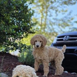 Black Collar - Apricot male Poodle puppy in Orting, Washington from Coplar Creek Standard Poodles