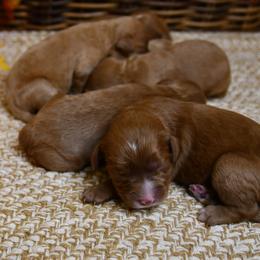 Australian Shepherd, Cavalier King Charles Spaniel, and Cavapoo Puppies from Dogwood & Sassafras Companions