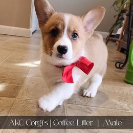 Latte - Red male Pembroke Welsh Corgi puppy in Pine Village, Indiana from NL Horsemanship