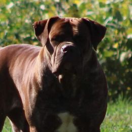 NYLA - Boerboel