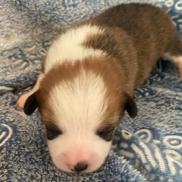 Purple - Red female Pembroke Welsh Corgi puppy in Beulaville, North Carolina from Windy Acres Pembroke Welsh