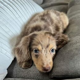 Chip - Dachshund