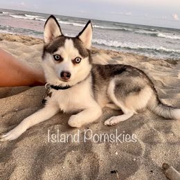 Kona - Pomsky