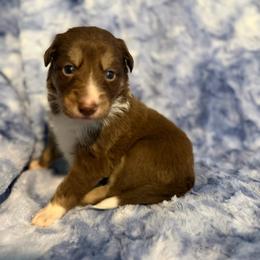 Saja - Tri-color male Border Collie puppy in Decatur, Alabama from Phantom Border Collies