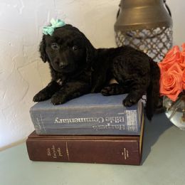 Girl 3 - Goldendoodle puppy in Bradenton, Florida from Doodle Acres