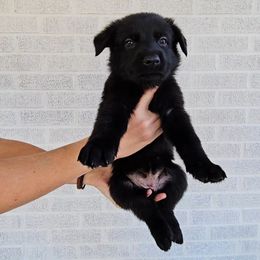 Lilith - Black female German Shepherd puppy in Winston Salem, North Carolina from Samtastic Shepherds