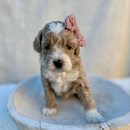 Sunny - Apricot female Goldendoodle puppy in Rio Linda, California from Plush Doodles
