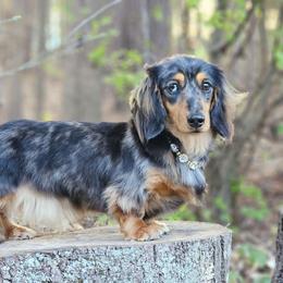 Moxie - Dachshund