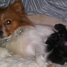 Companion Crosses from James' Companion Puppies