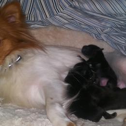 Companion Crosses from James' Companion Puppies