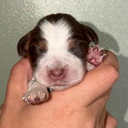 Marina - Liver white and tan female English Springer Spaniel puppy in Williston, Florida from Parks Paradise Springers