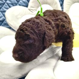 Curly-Coated Retriever Puppies from Betacoil Curly Coated Retrievers