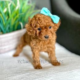 Pink Collar - Red female Cavapoo puppy in St George, Utah from Picture Perfect Doodles