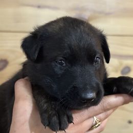Boy 2 - sable - Black sable male Belgian Malinois puppy in Dallas, Texas from OreVis Malinois