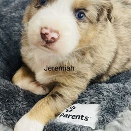 Jeremiah - Red merle Miniature Australian Shepherd puppy in Washington, Oklahoma from Okie Aussies