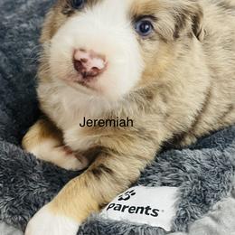 Jeremiah - Red merle Miniature Australian Shepherd puppy in Washington, Oklahoma from Okie Aussies