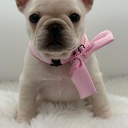Haley - Cream female French Bulldog puppy in Largo, Florida from Big Daddy Frenchies