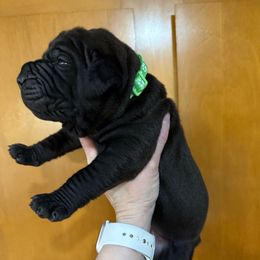 Light green collar male - Black male Boerboel puppy in Rockford, Illinois from Adoraboerboels
