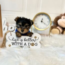 Boy 1 - Yorkshire Terrier puppy from Yorkshire Terriers