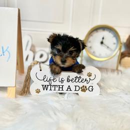 Boy 1 - Yorkshire Terrier puppy from Yorkshire Terriers